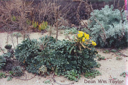 Photo taken at Marina State Beach © 1995 by Dean W. Taylor 